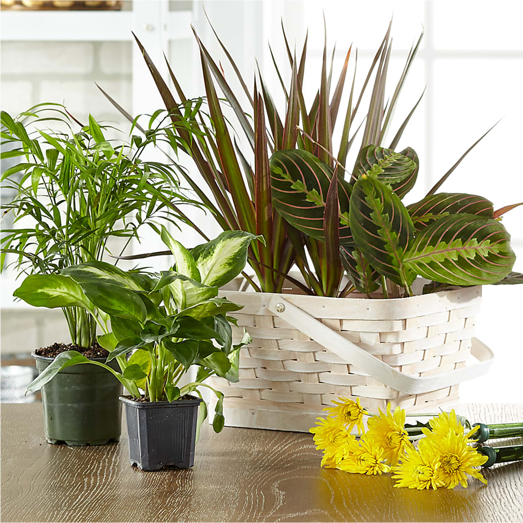 Florist Designed Blooming and Green Plants in a Basket – Berkeley Florist, Moncks Corner SC