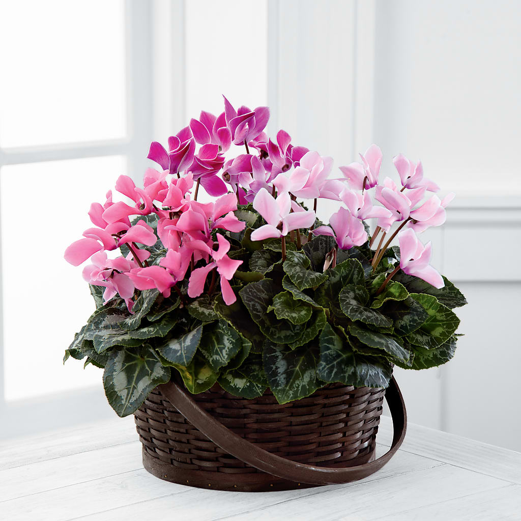 Mixed Cyclamen Planter – Berkeley Florist, Moncks Corner SC