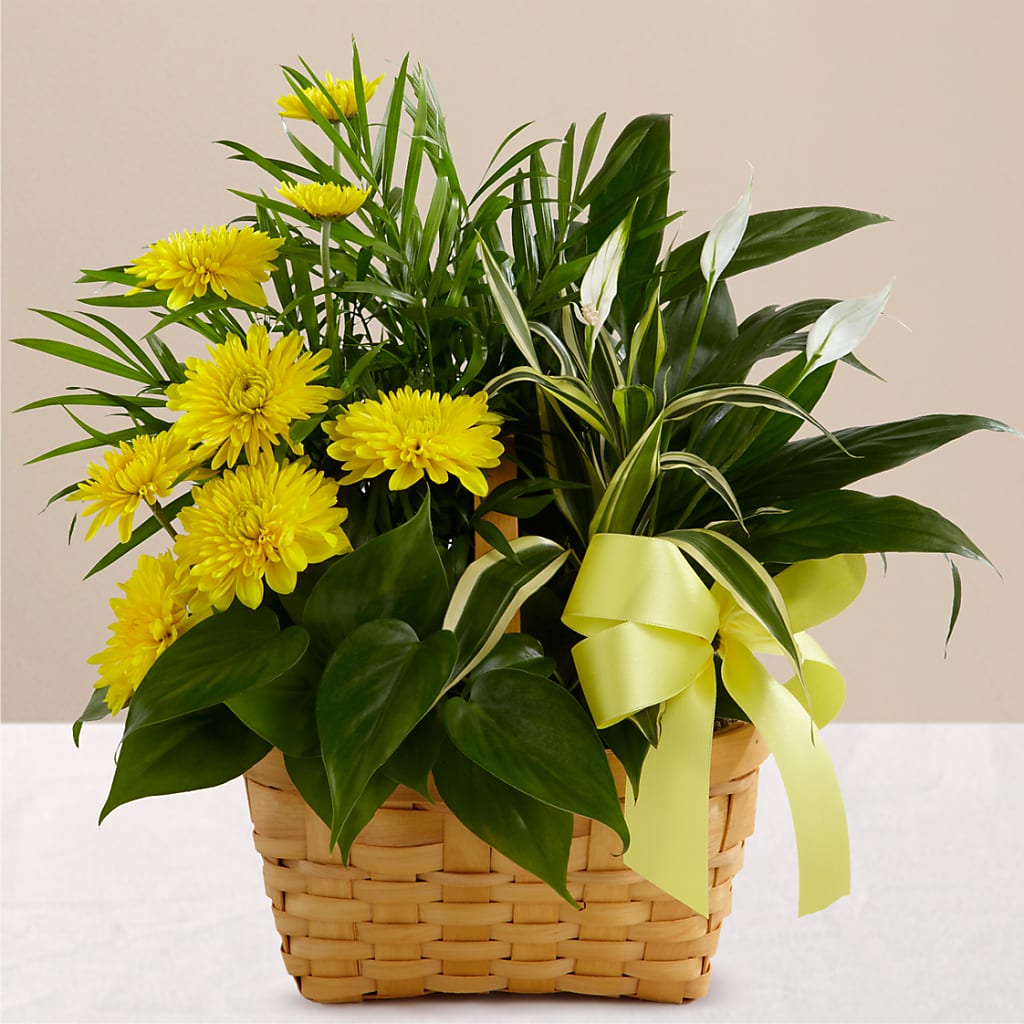 Loving Light Dishgarden – Berkeley Florist, Moncks Corner SC