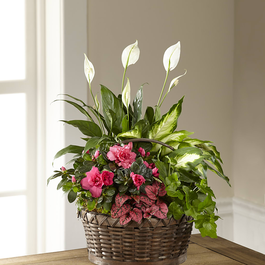 Dream in Pink Dishgarden – Berkeley Florist, Moncks Corner SC
