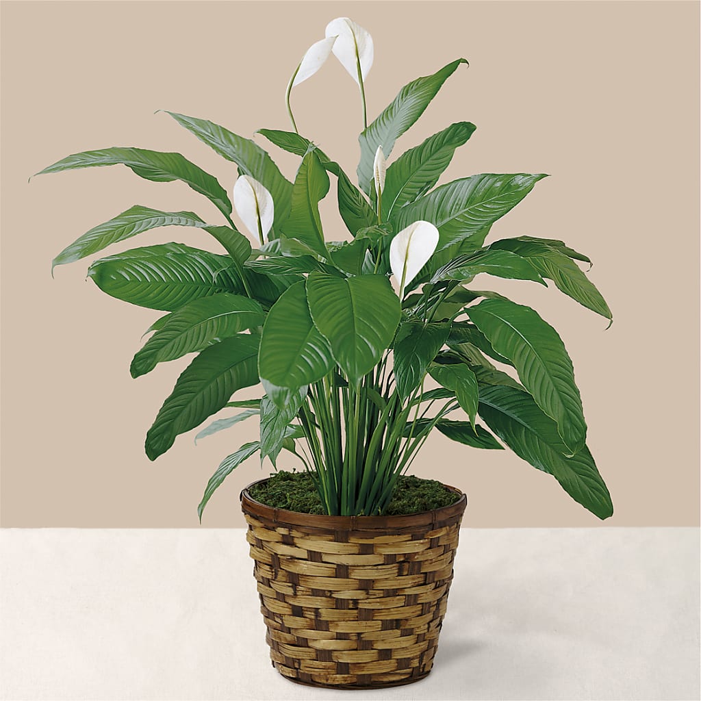 Tranquil Moments Peace Lily Plant – Berkeley Florist, Moncks Corner SC