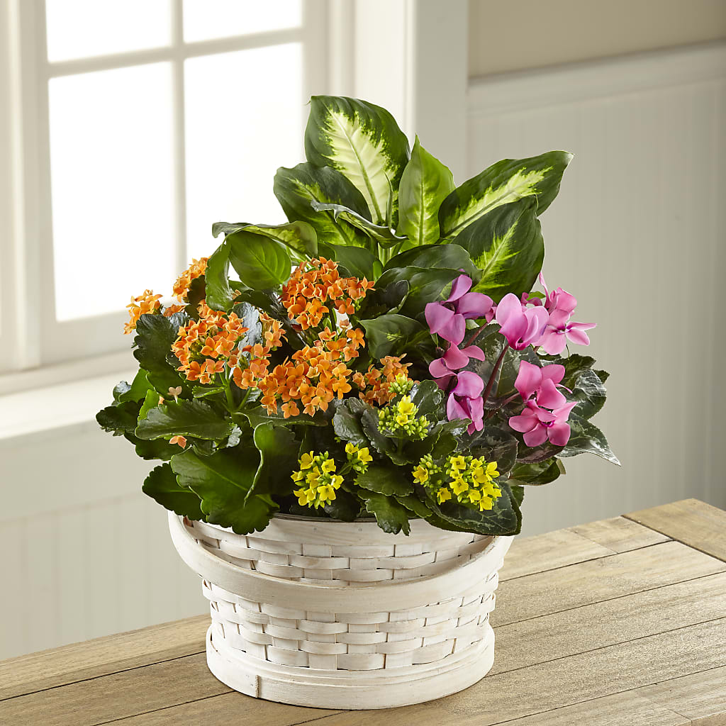 Color Crush Dishgarden – Berkeley Florist, Moncks Corner SC