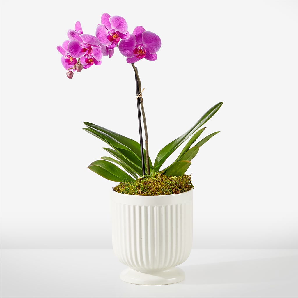 Friendly Fuchsia Orchid – Berkeley Florist, Moncks Corner SC