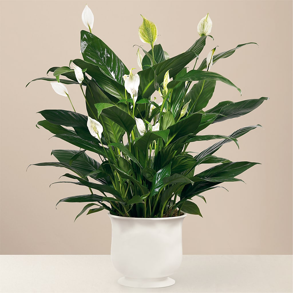 Comfort Planter – Berkeley Florist, Moncks Corner SC