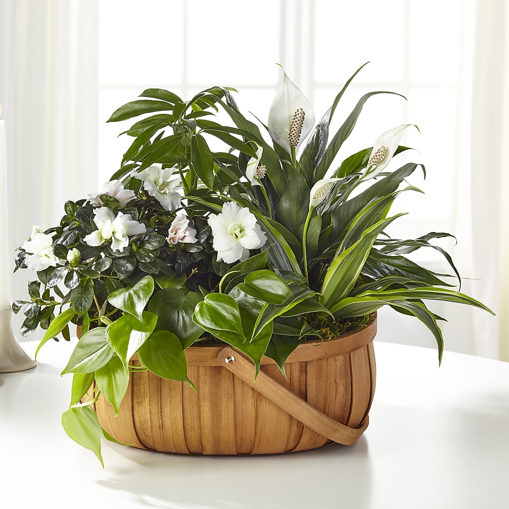 Serene Dishgarden – Berkeley Florist, Moncks Corner SC