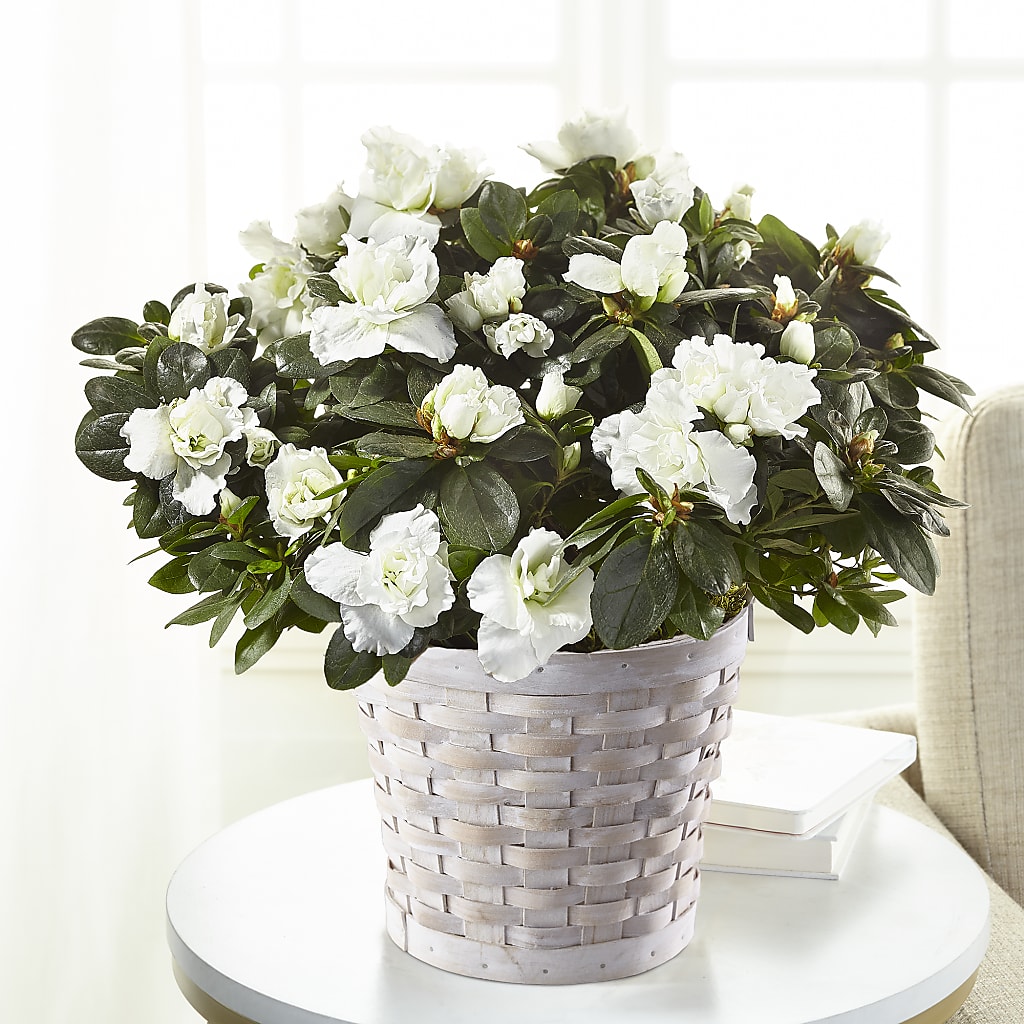 White Azalea Plant – Berkeley Florist, Moncks Corner SC