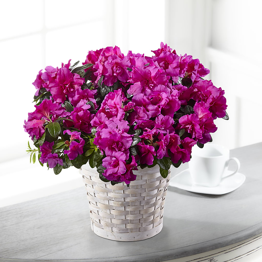 Hope & Serenity Azalea Plant – Berkeley Florist, Moncks Corner SC