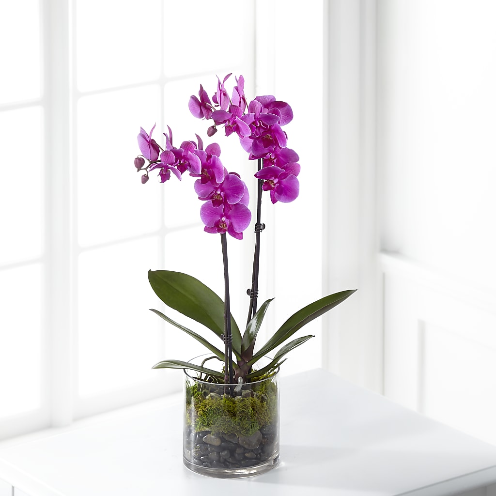Pink Orchid Plant – Berkeley Florist, Moncks Corner SC