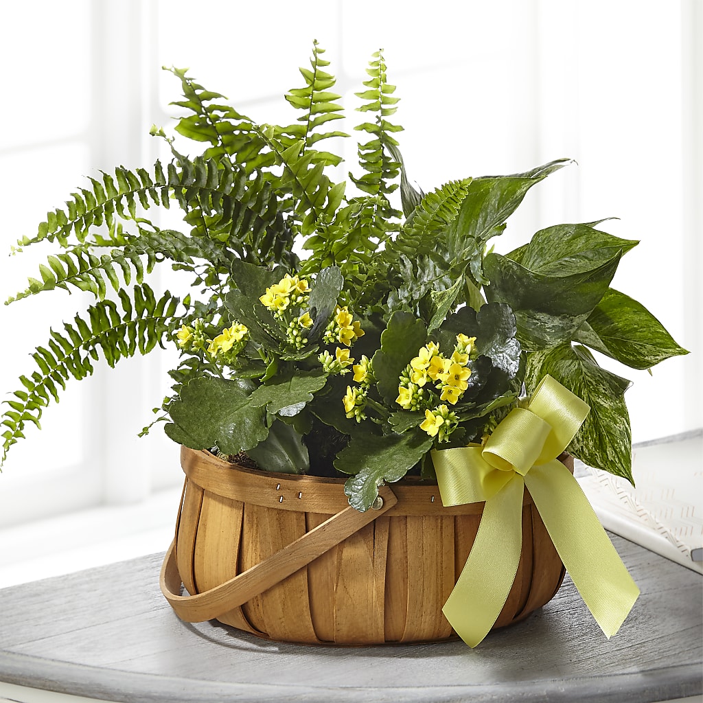 Always Dear Dishgarden – Berkeley Florist, Moncks Corner SC