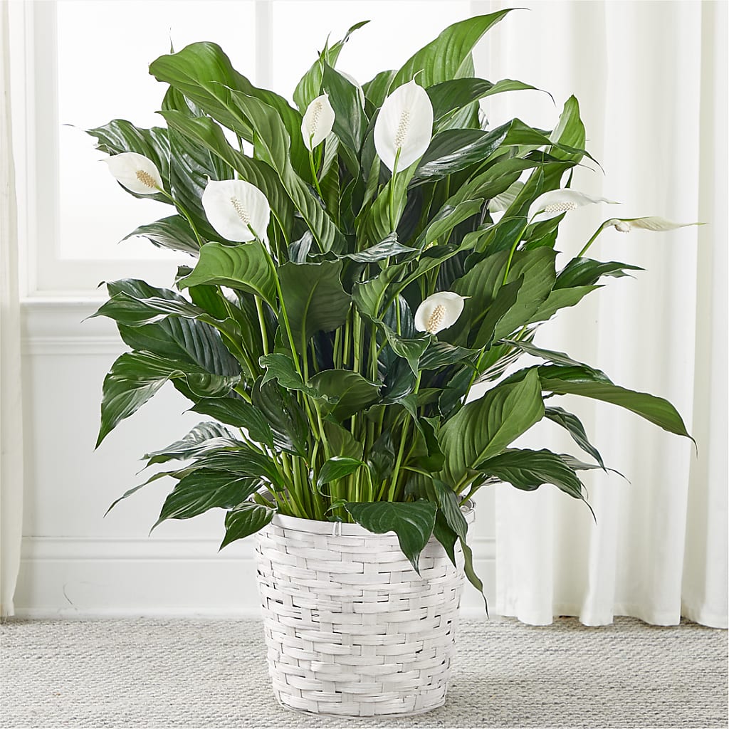 A New Leaf Peace Lily – Berkeley Florist, Moncks Corner SC