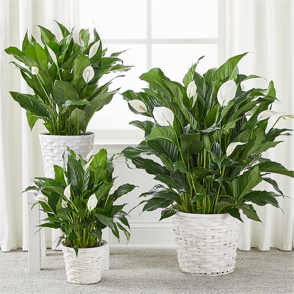 A New Leaf Peace Lily – Berkeley Florist, Moncks Corner SC