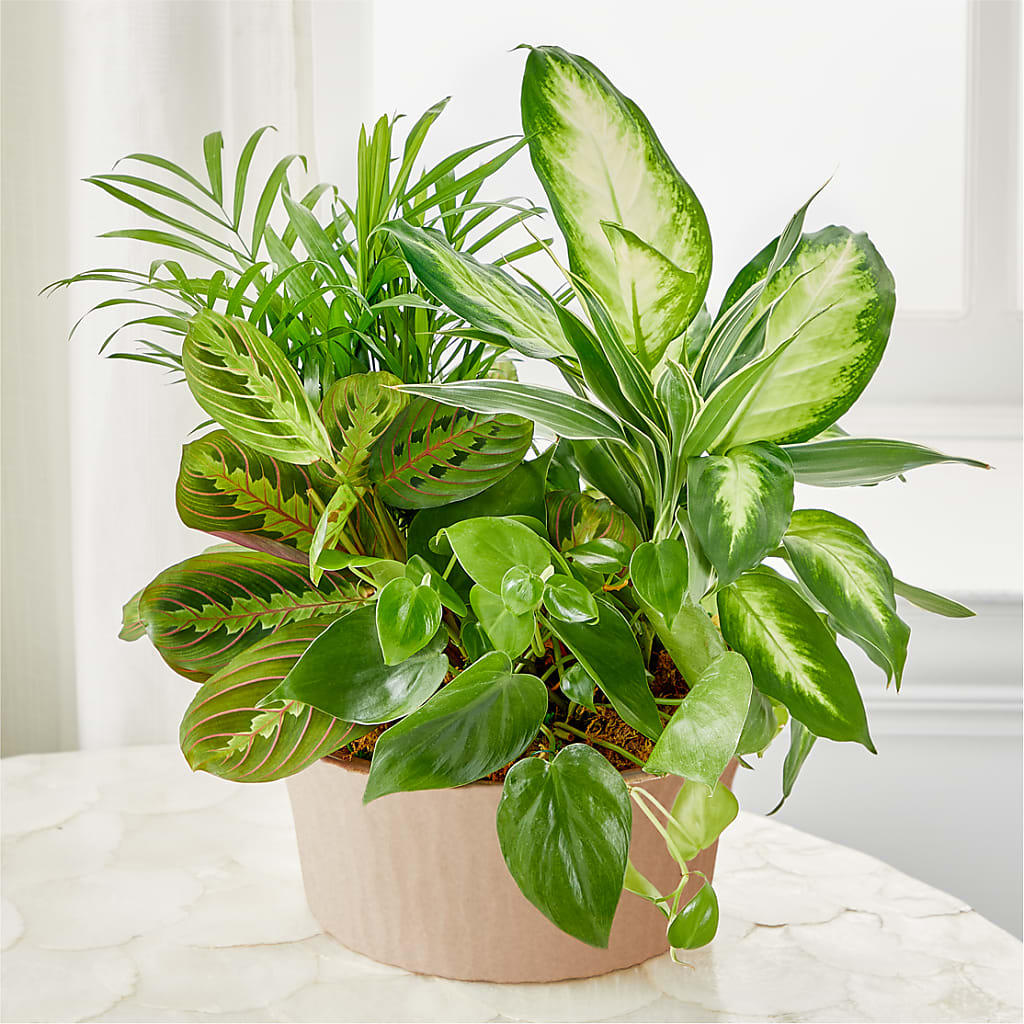 Balance & Harmony Dishgarden – Berkeley Florist, Moncks Corner SC