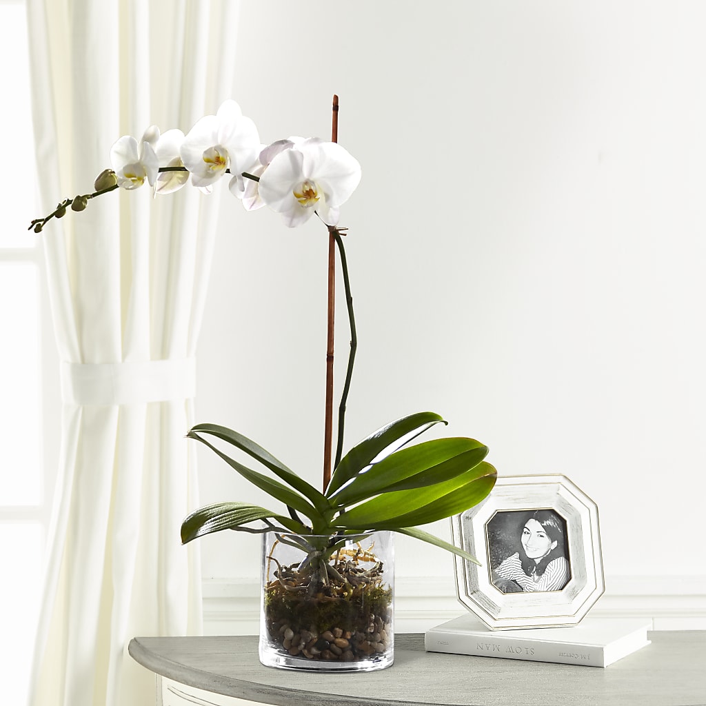 White Orchid Planter – Berkeley Florist, Moncks Corner SC