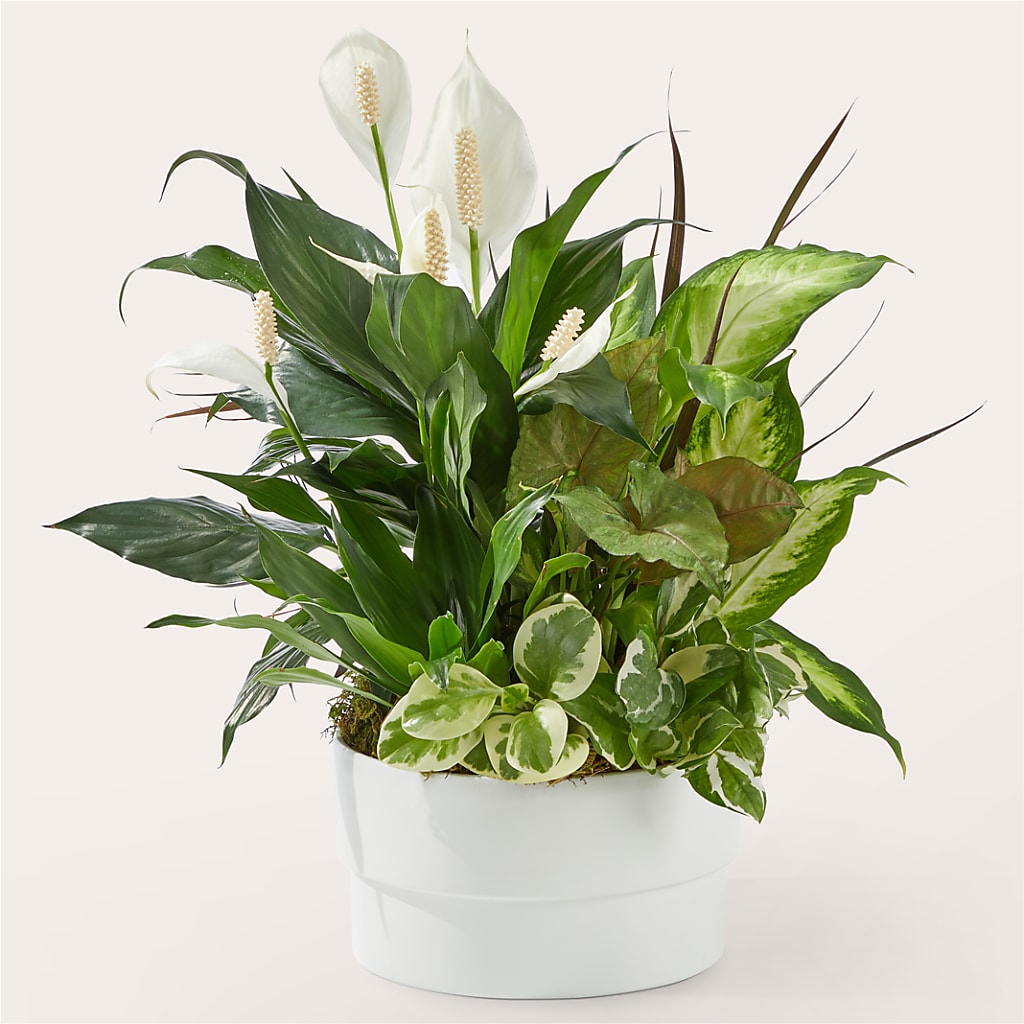 Radiating Positivity Dishgarden – Berkeley Florist, Moncks Corner SC