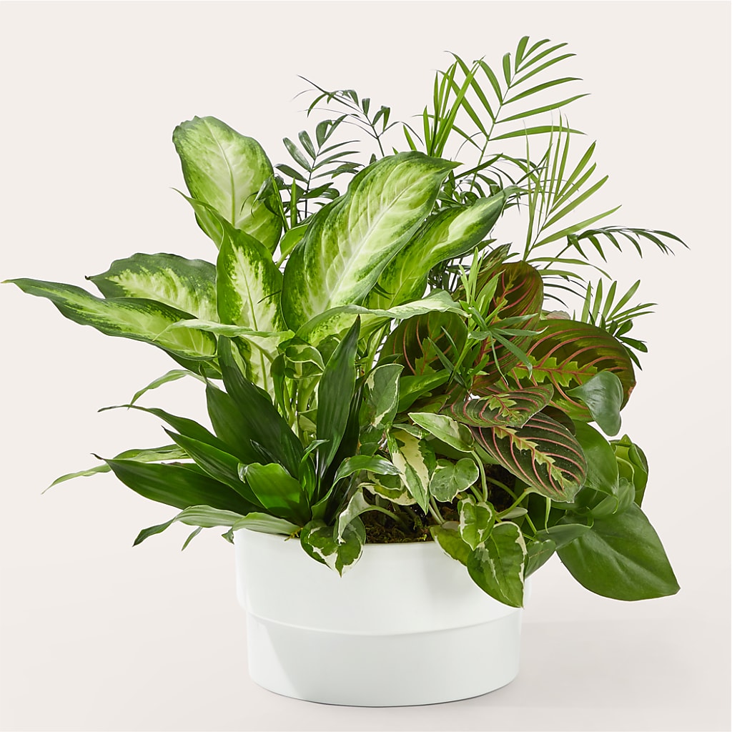 Radiating Positivity Dishgarden – Berkeley Florist, Moncks Corner SC