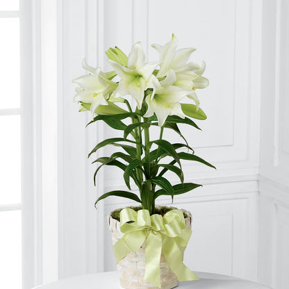 Easter Lily Plant –  Berkeley Florist, Moncks Corner SC
