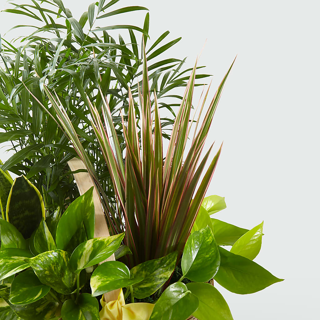 French Garden –  Berkeley Florist, Moncks Corner SC