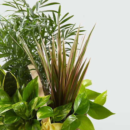 French Garden –  Berkeley Florist, Moncks Corner SC