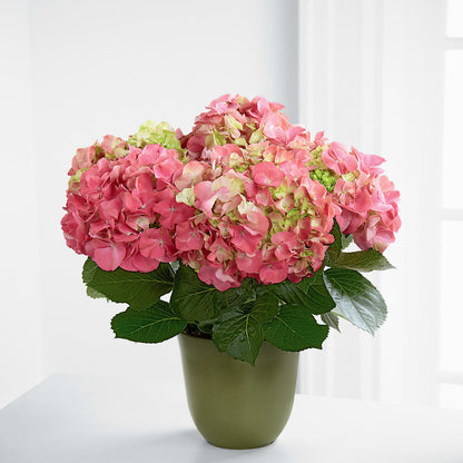 Pink Hydrangea Planter –  Berkeley Florist, Moncks Corner SC