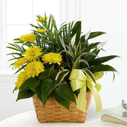Loving Light Dishgarden –  Berkeley Florist, Moncks Corner SC