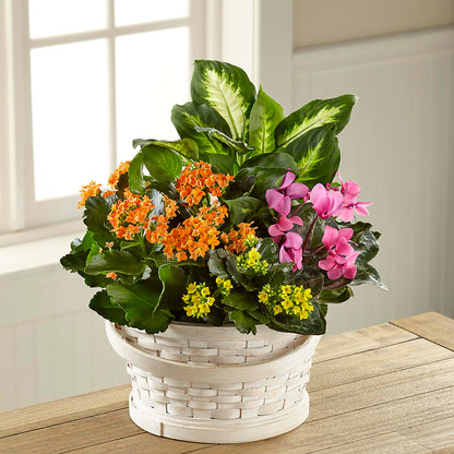 Color Crush Dishgarden –  Berkeley Florist, Moncks Corner SC