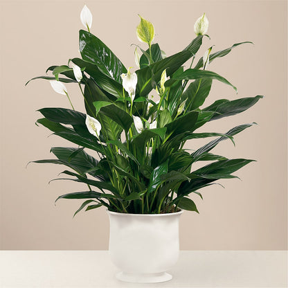 Comfort Planter –  Berkeley Florist, Moncks Corner SC