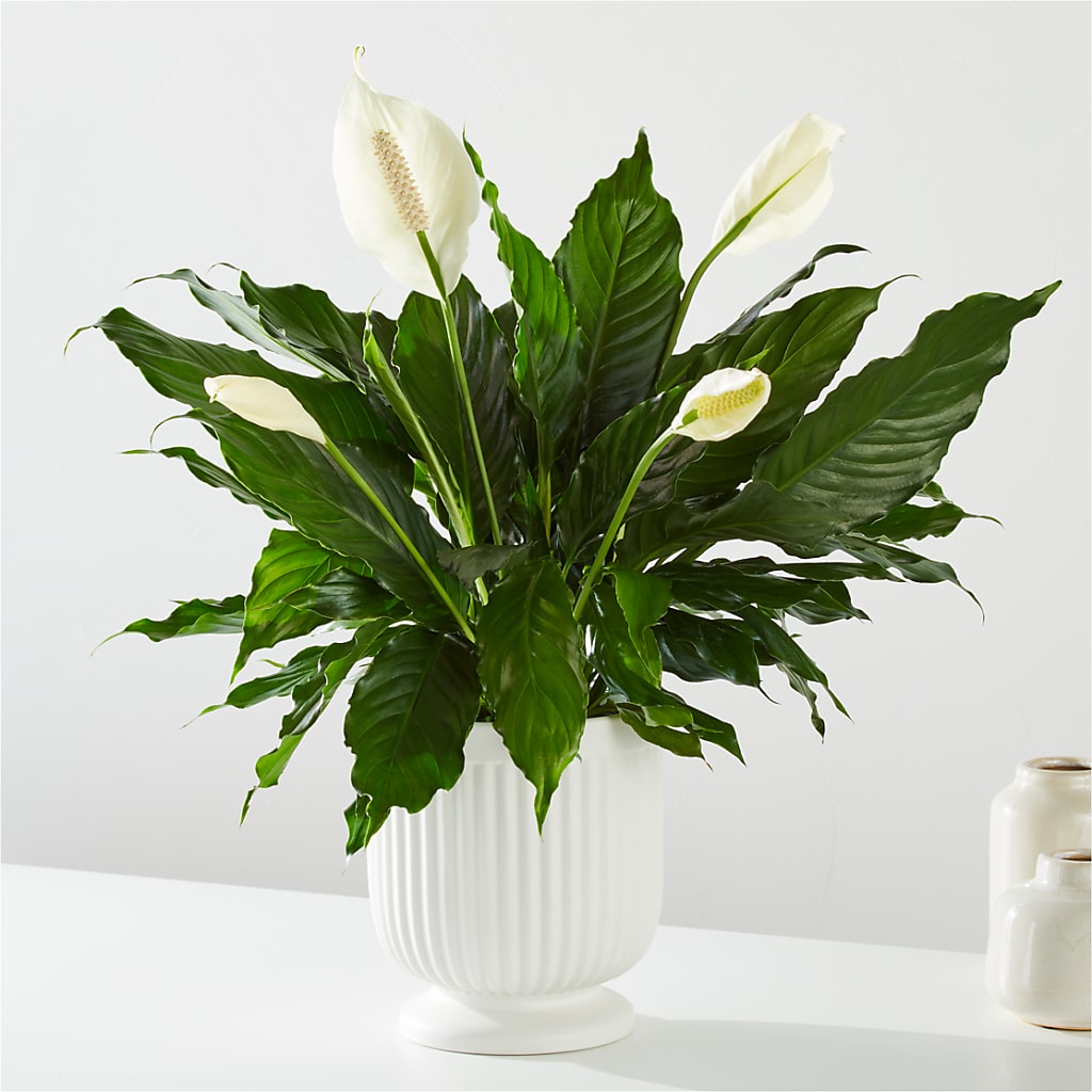 Comfort Planter –  Berkeley Florist, Moncks Corner SC