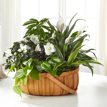 Serene Dishgarden –  Berkeley Florist, Moncks Corner SC
