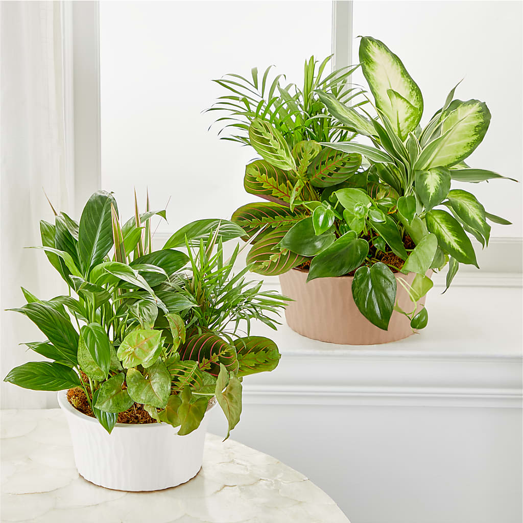 Balance & Harmony Dishgarden –  Berkeley Florist, Moncks Corner SC