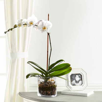 White Orchid Planter –  Berkeley Florist, Moncks Corner SC
